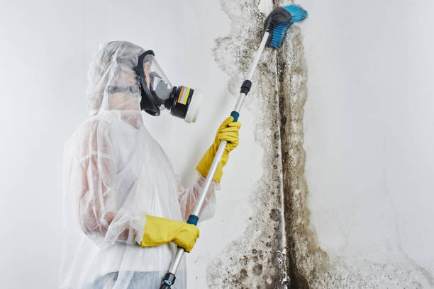 Best Local Mold Removal Service  in Hanahan, SC