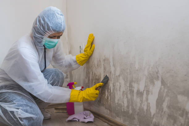 Best Certified Mold Removal  in Hanahan, SC