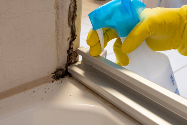 Best Home Mold Removal  in Hanahan, SC